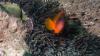 Amphiprion Foto. MiD